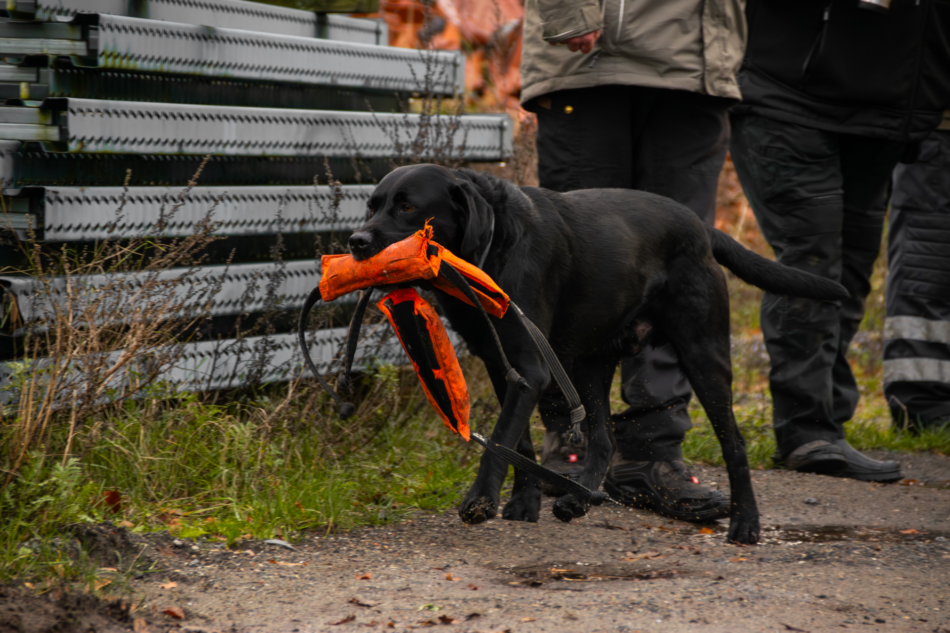 Ein geprüfter Rettungshund der Rettungshundestaffel Lüneburger Heide bei einer beendeten Trümmersuche.