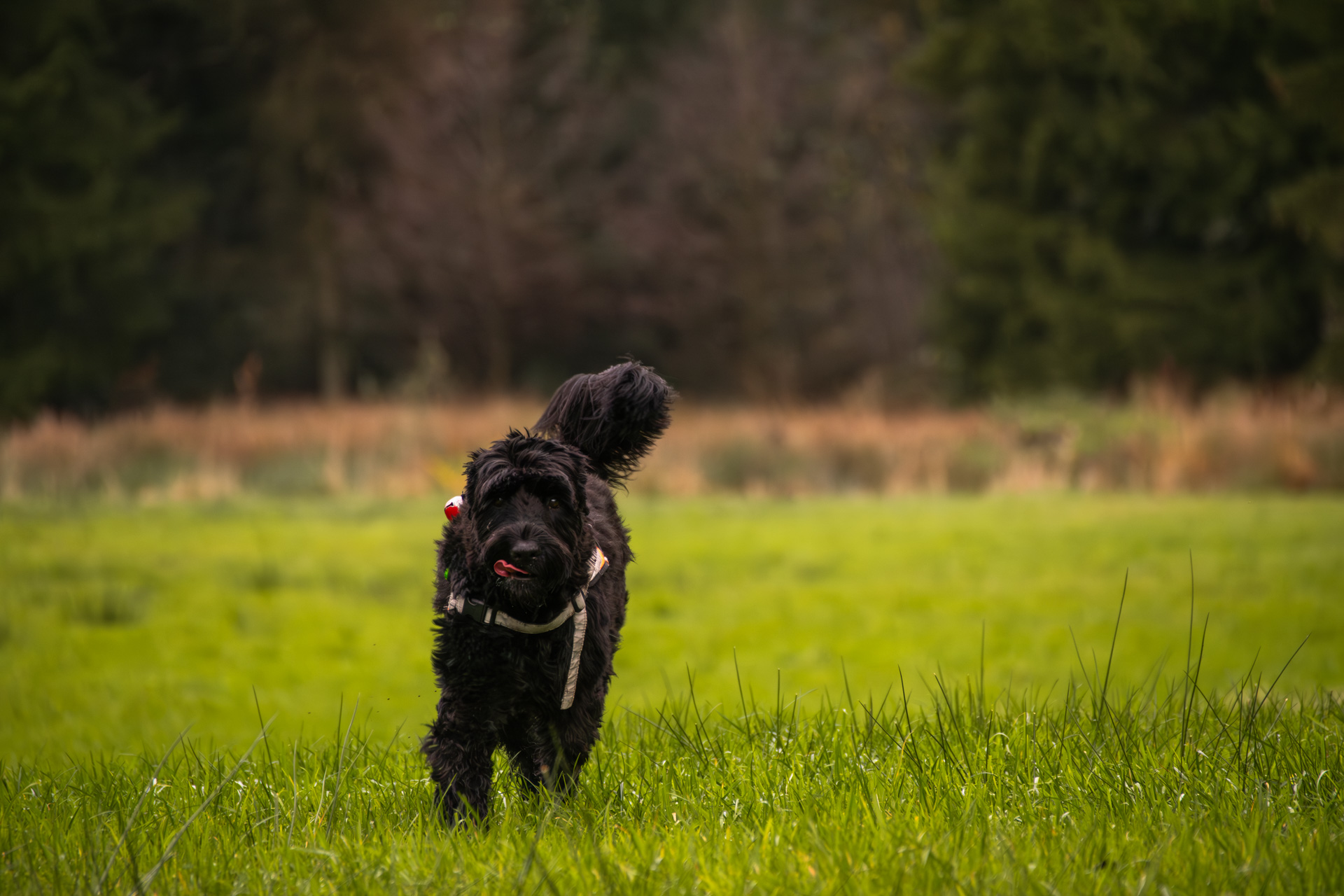 Ein geprüfter Rettungshund der Rettungshundestaffel Lüneburger Heide bei einer Flächensuche