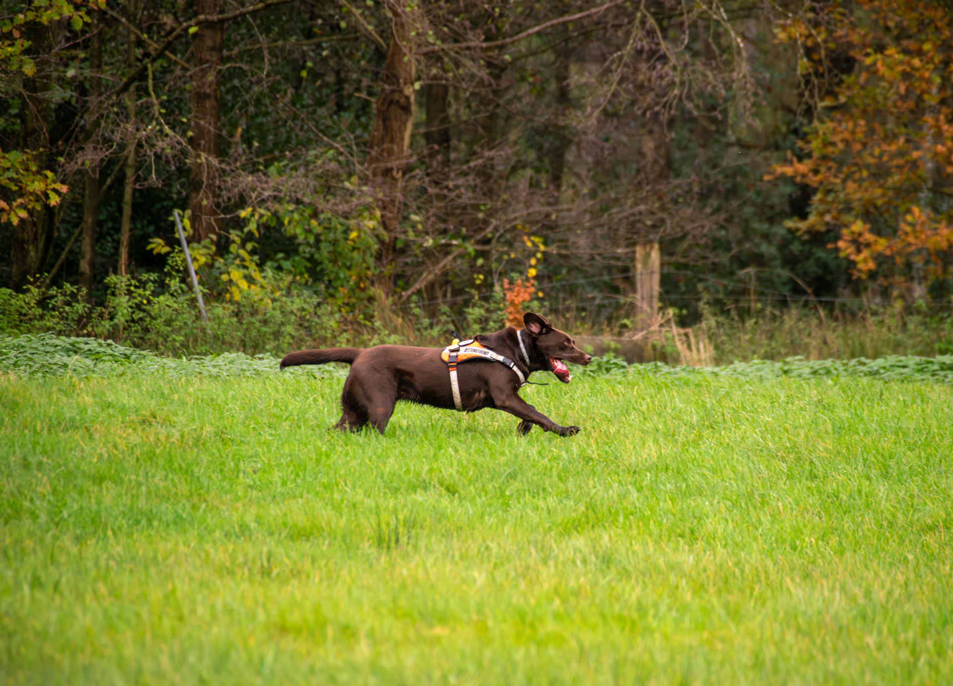 Ein geprüfter Rettungshund der Rettungshundestaffel Lüneburger Heide bei einer Flächensuche