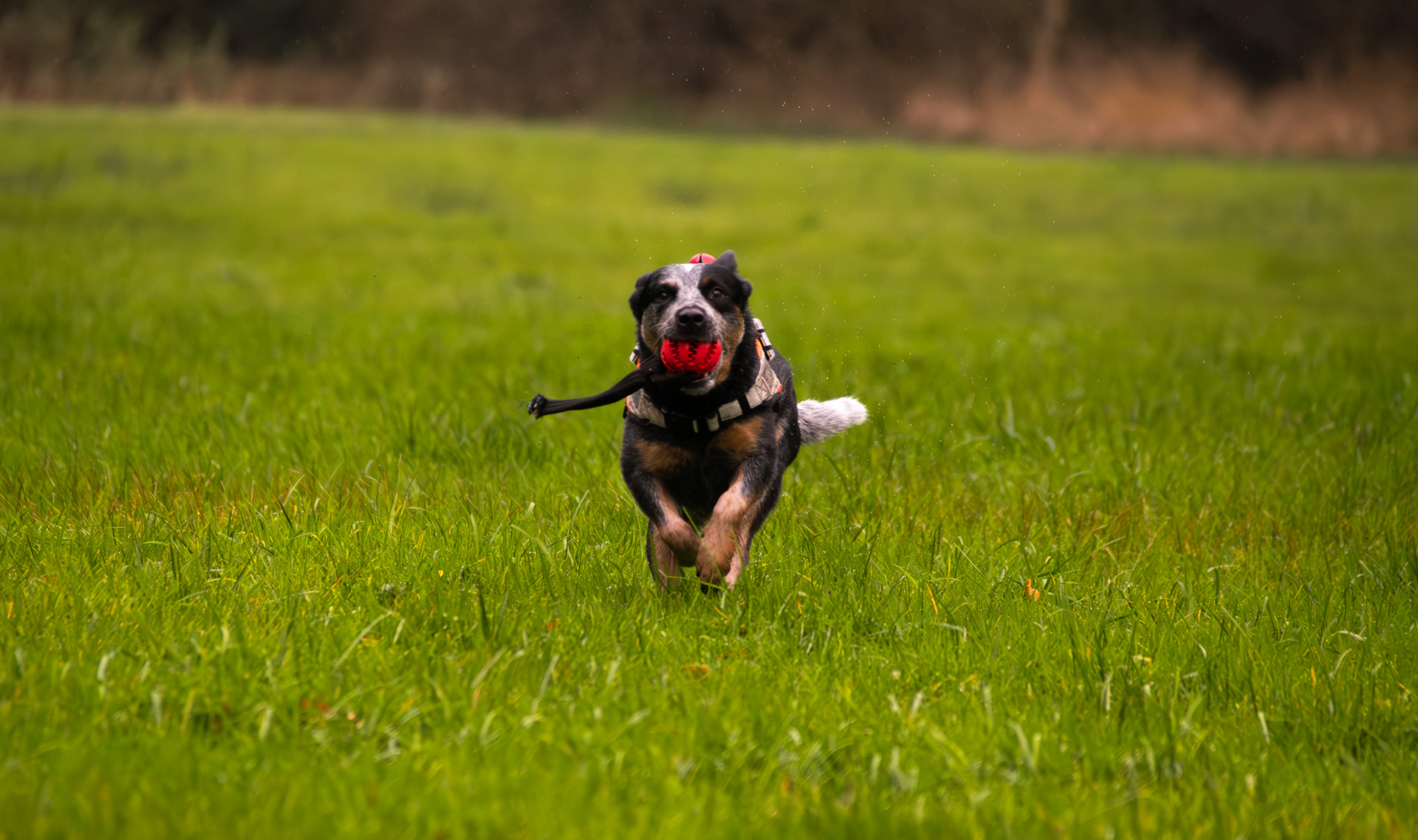 Ein geprüfter Rettungshund der Rettungshundestaffel Lüneburger Heide bei einer Flächensuche