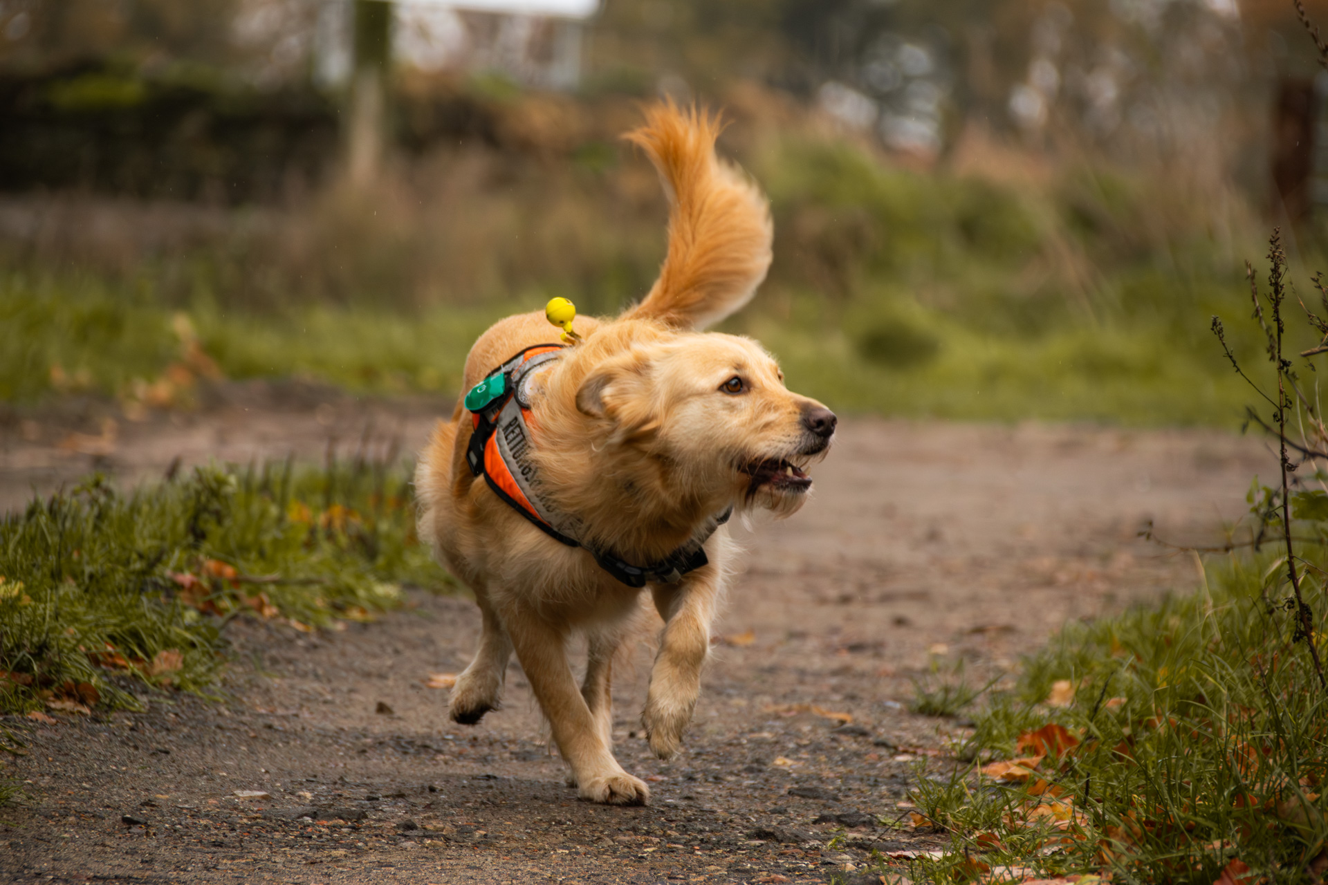 Ein geprüfter Rettungshund der Rettungshundestaffel Lüneburger Heide bei einer Trümmersuche.