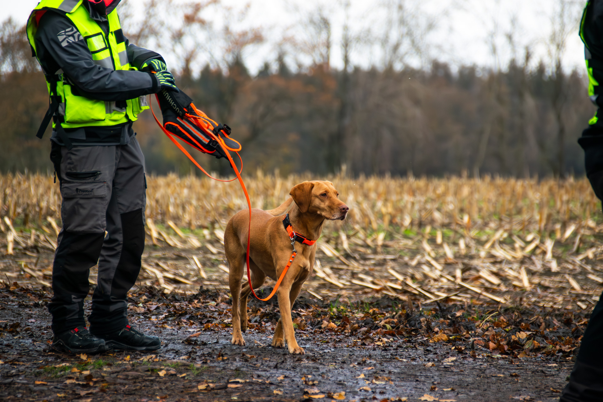 Ein Personenspürhund der Rettungshundestaffel Lüneburger Heide mit seinem Mantrailer.