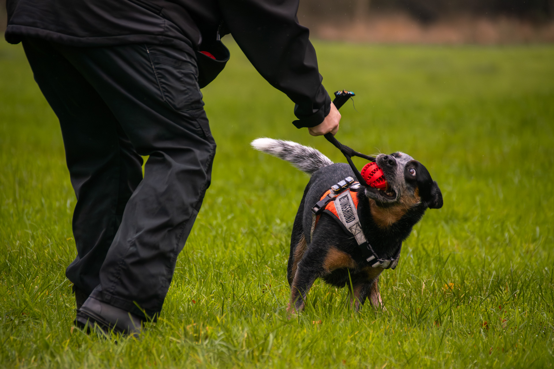 Ein geprüfter Rettungshund der Rettungshundestaffel Lüneburger Heide bei einer Flächensuche