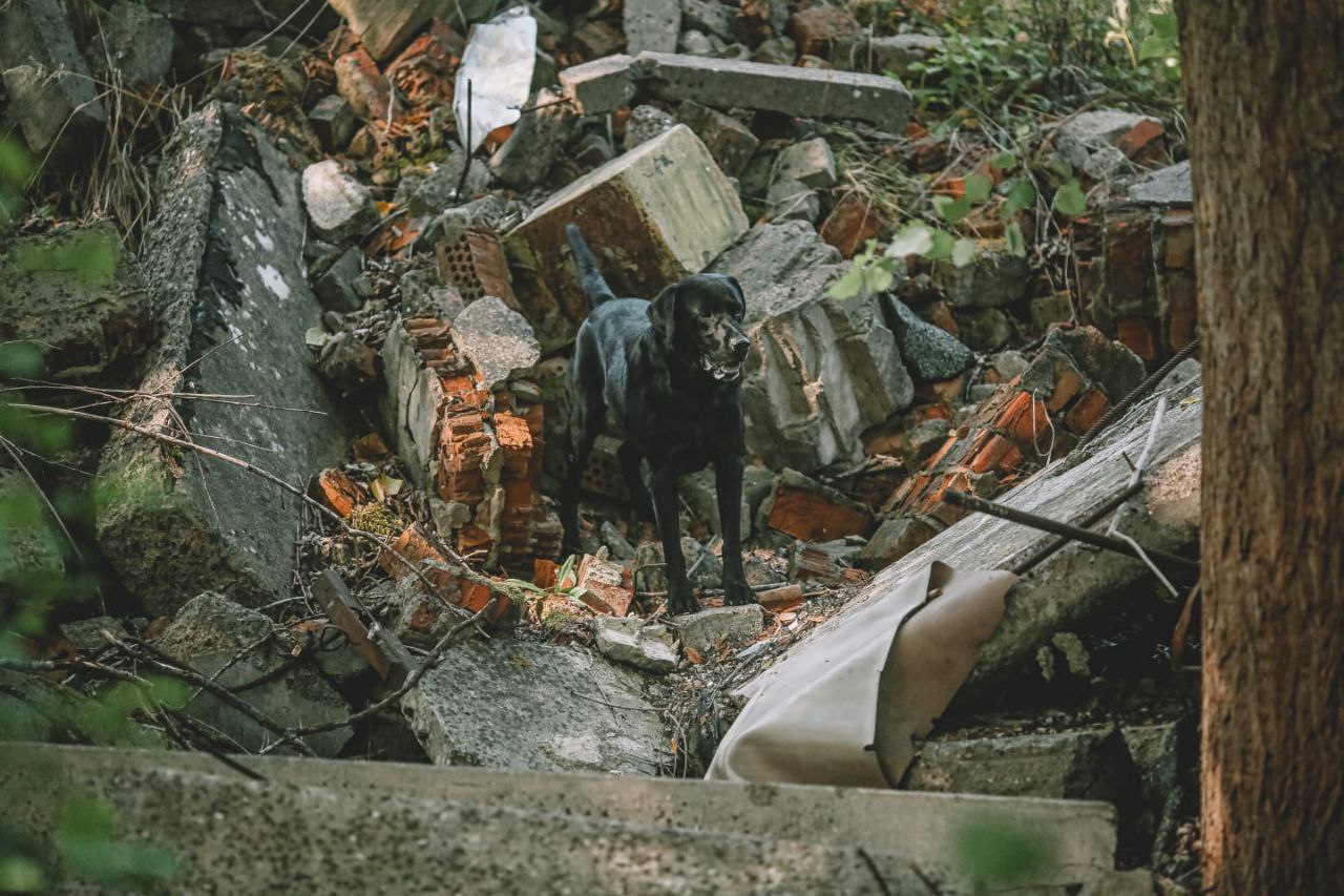 Ein geprüfter Rettungshund der Rettungshundestaffel Lüneburger Heide bei einer Trümmersuche.