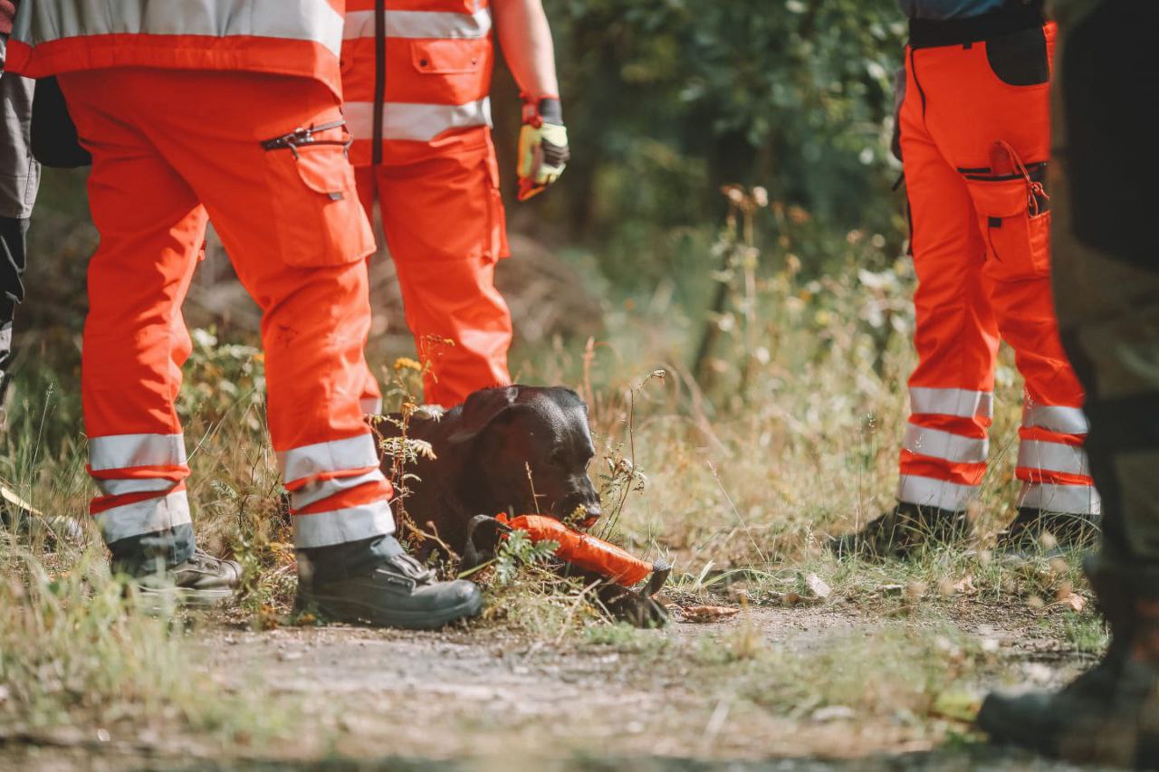 Ein geprüfter Rettungshund der BRH-Rettungshundestaffel Lüneburger Heide bei einer Trümmersuche.